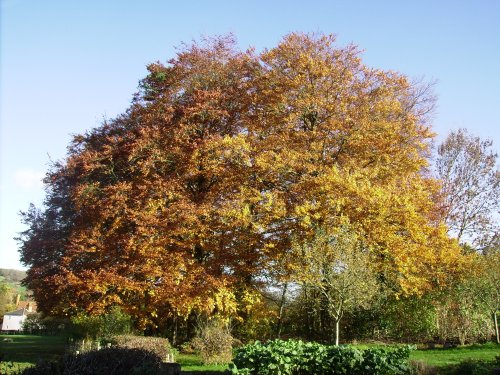 Weald and Downland Museum, Singleton