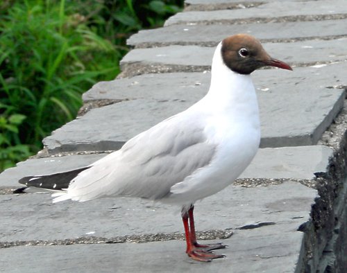 Blackheaded Gull in Summer plumage.