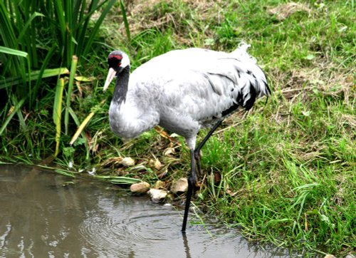 A Crane.