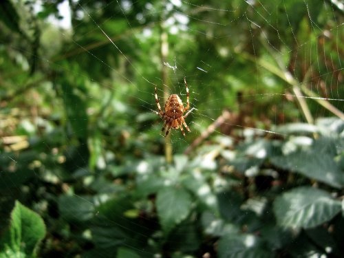 Spider at Shotover