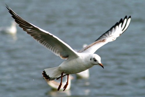 Blackheaded Gull juvenile flying over Herrington Ponds