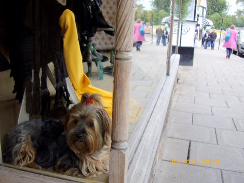 How much is that doggy in the window???