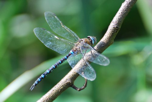 Migrant Hawker