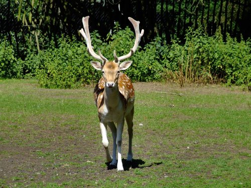 Fallow deer