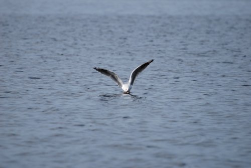 Black Headed Gull