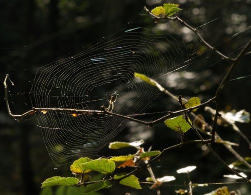 Spider and web, Ivinghoe Common / Ridgeway, Ringshall, Herts.