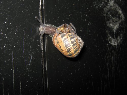 Snail with spider