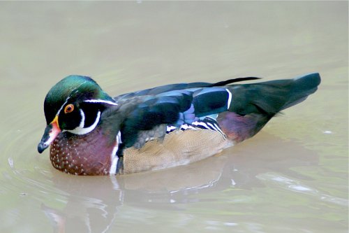 Wood Duck