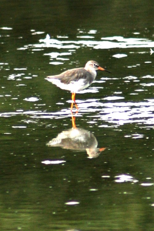 Red Shank.