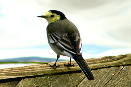 Pied Wagtail Juvenile.