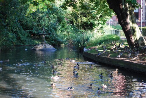 The duck pond