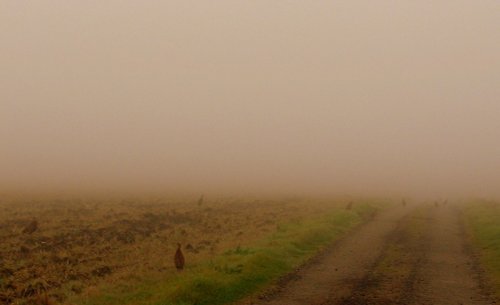 A Foggy Morn.
