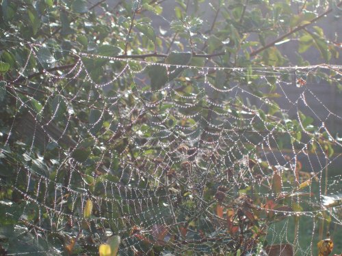 Misty, moisty morning