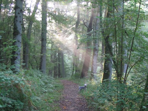 Paths around Up Nately