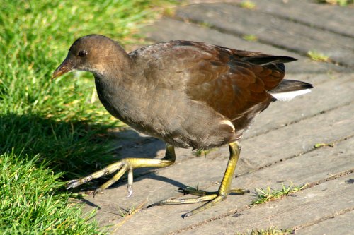 Moorhen, juvenille