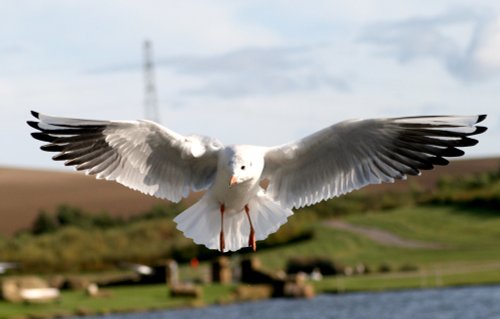 Blackheaded Gull