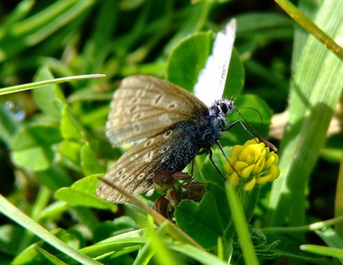 Common blue butterfly....polyommatus icarus