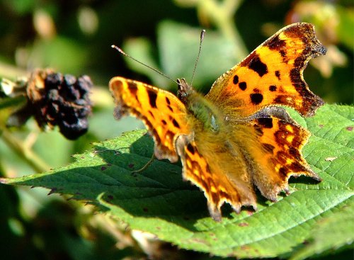 Comma butterfly......polygonia c-album
