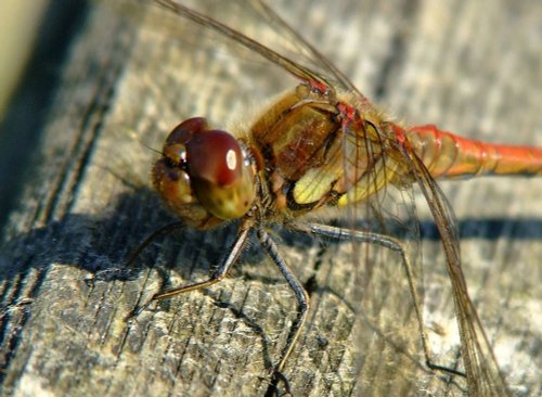 Common darter dragonfly......sympetrum striolatum