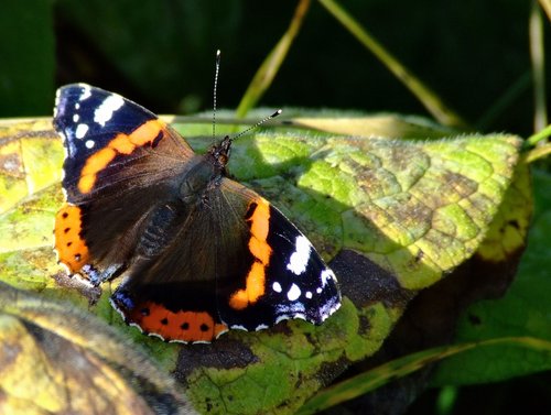 Red admiral butterfly.....vanessa atalanta