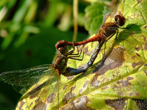 Common darter dragonflies......sympetrum striolatum
