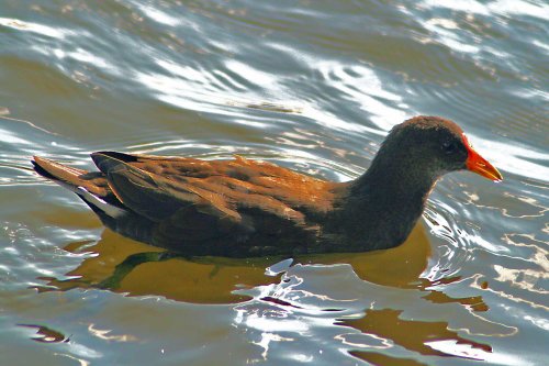 Coot Juvenile.