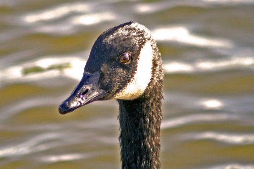 Canada Goose