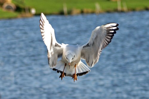 Blackheaded Gull
