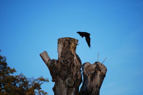 As the crow flies