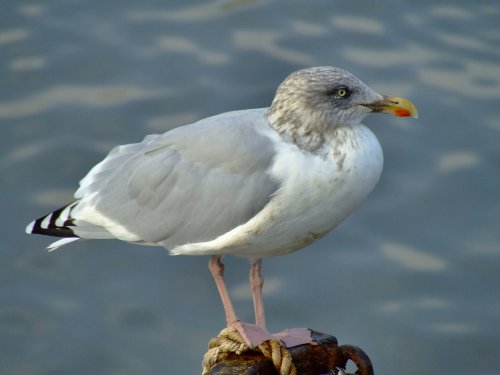 Herring gull.....larus argentatus