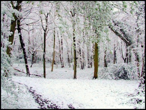 Snowy woodland path