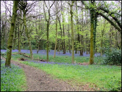 Bluebells in April