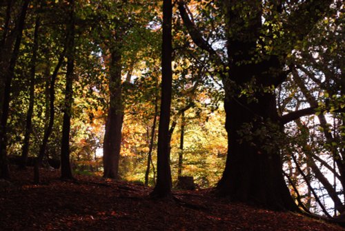 Hanbury woods known locally as Pipers Wood