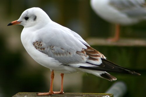 Black Headed Gull