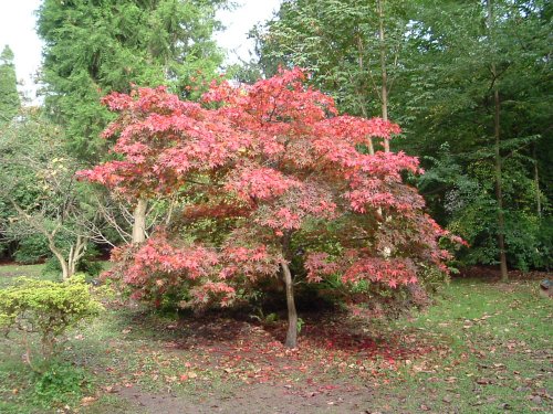 Westonbirt