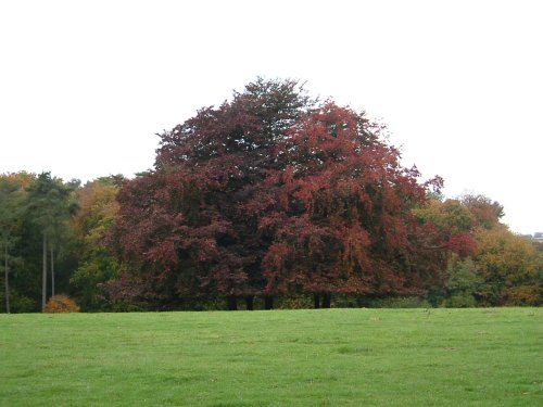 Westonbirt