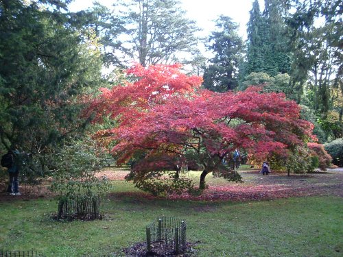 Westonbirt