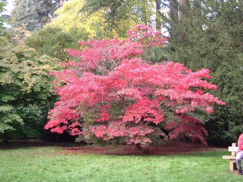 Westonbirt