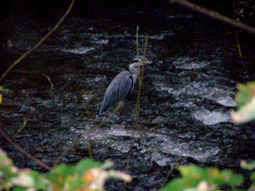 Heron
