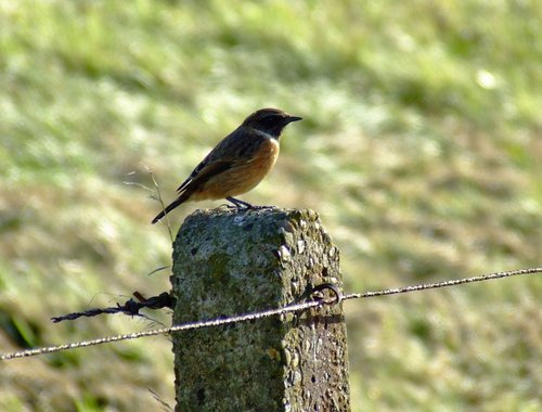 Male stonechat......saxicola torquata