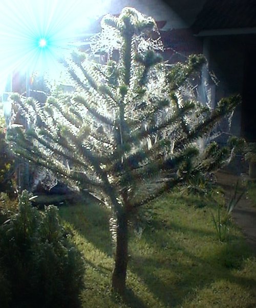 Cobwebs on a monkey puzzle