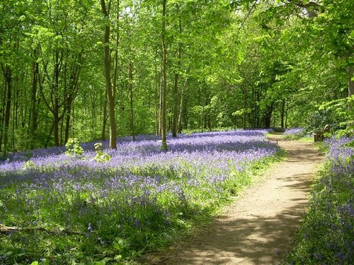 Bluebell at Hole Park Garden, Rolvenden, Kent
