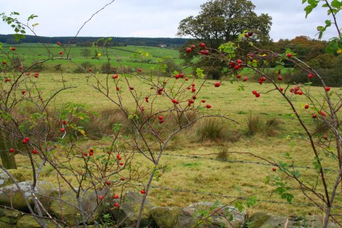 Hurst Green Countryside