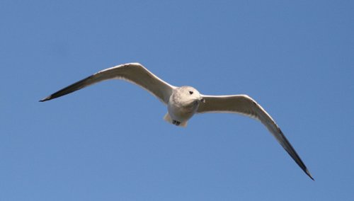 Herring Gull Juvenile.