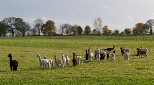 Alpacas near Croughton, Northants