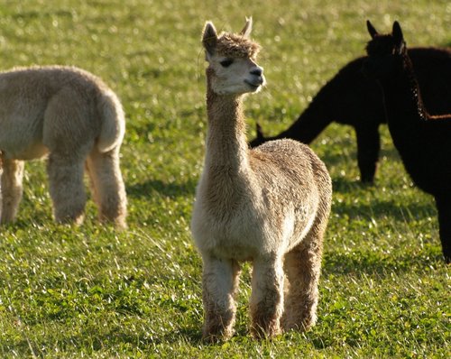 Alpaca, near Croughton, Northants