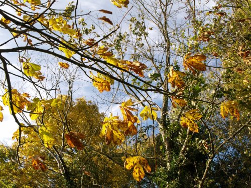 Autumn leaves on a bridleway, near Croughton, Northants.