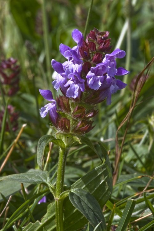 Wild flowers on the heath