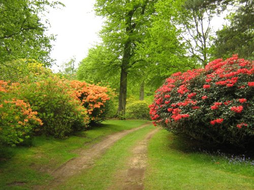 Rhododendrons at their best