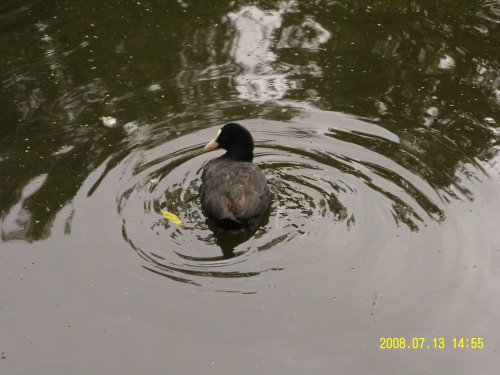 Hartsholme Country Park